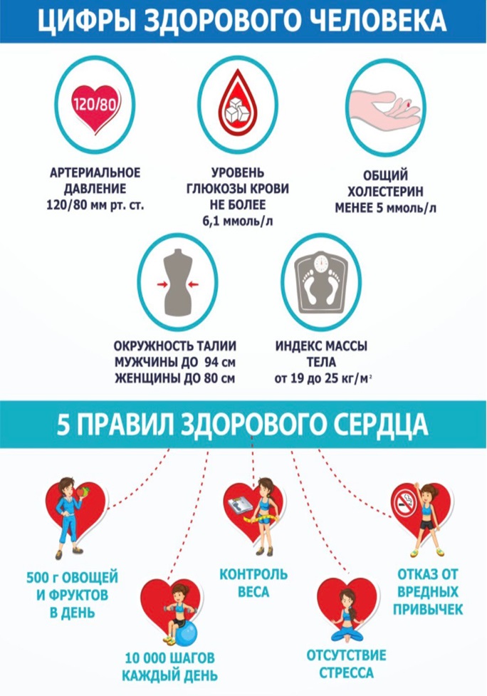 здоровое сердце и сосуды