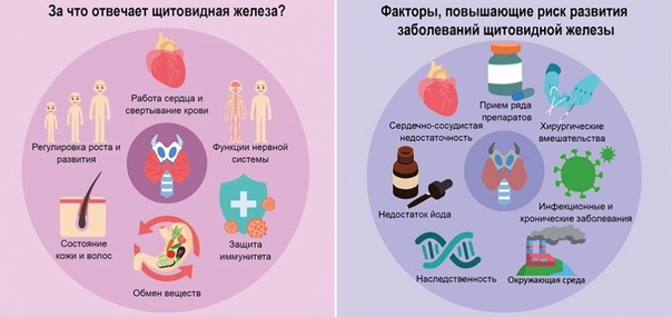 за_что_отвечает_щитовидная_железа.jpg