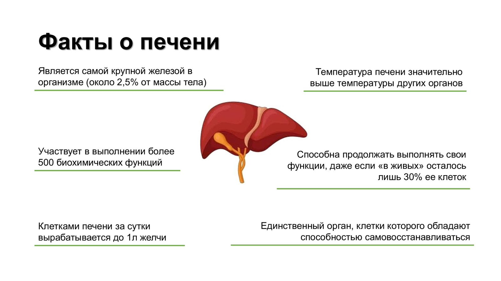 факты_о_печени.jpg